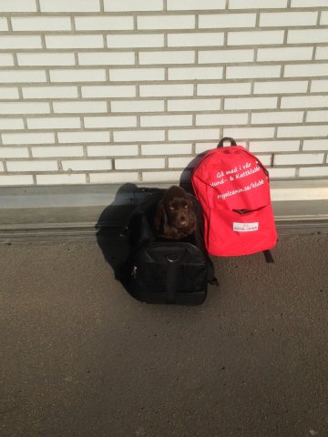 Vinga, net op Schiphol